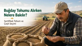 Buğday Tohumu Seçimi Neden Önemlidir?