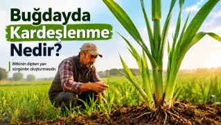 Buğdayda kardeşlenme, bitkinin ana sapın yanında dipten yeni yan sürgünler oluşturmasıdır.